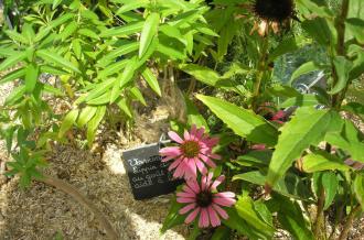 Sortie botanique