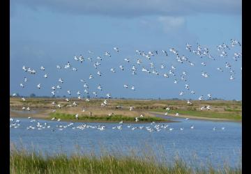 Avocette élégante en vol