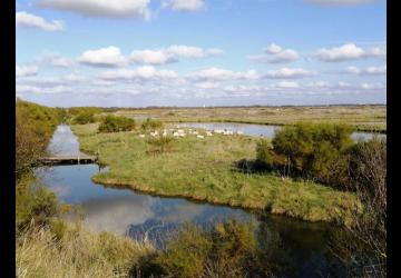 Reserve-Moeze-Oleron-LPO-Moutons