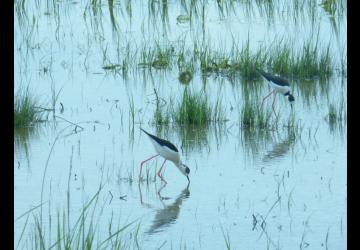 Reserve-Moeze-Oleron-LPO-Echasse blanche